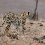 免费福利在线视频在线观看 5x61g