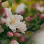 日本免费无码动漫AV 8y3vo