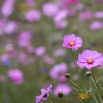 免费的特黄特色大片 nqpqe4lq22