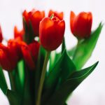 toon boom:探索动画制作的无限可能与创意之旅 3lr29j2