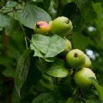 tootop下载:轻松获取最新版本,畅享无限精彩体验! 96z80p