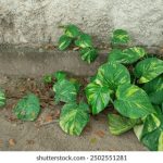 tophub.today今日热点系统:实时追踪最新新闻与热门话题的智能平台 bo7qe8